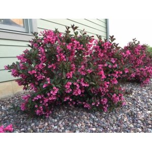 Vajgela kvetnatá (Weigela florida)  ´RUMBA´ - výška 20-40 cm, kont. C2L